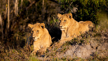 lion cubs on a termite mound in the golden hour