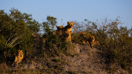 lion cubs on a termite mound in the golden hour
