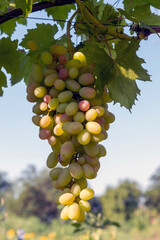  grapes hanging on a vine on a blurred background