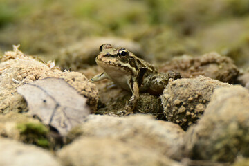 European green frog in Provence, in the south of France