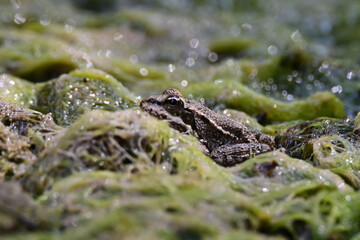 European green frog in Provence, in the south of France