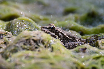 European green frog in Provence, in the south of France