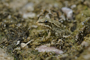 European green frog in Provence, in the south of France