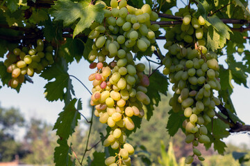 backlit bunches of grapes ripening in an organic vineyard