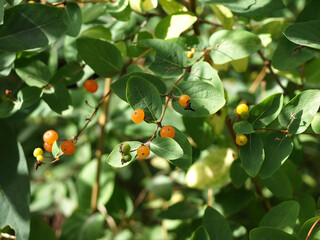 Fly honeysuckle( Lonicera xylosteum)  Honeysuckle Branch with Red Berries