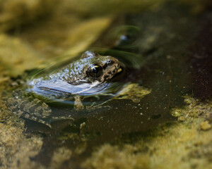 European green frog in Provence, in the south of France