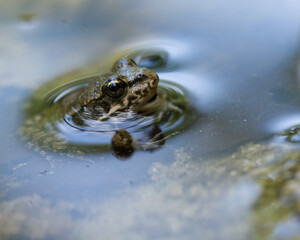 European green frog in Provence, in the south of France