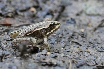 European green frog in Provence, in the south of France