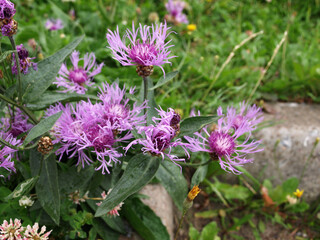 Purple flower brown knapweed (Centauréa jacéa) Asteraceae family