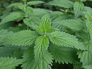 Thickets of dioecious nettle with green leaves