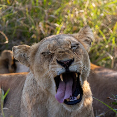lioness making a funny face