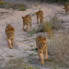 lion cubs walking through a dry riverbed