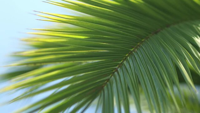 Tropical green palm leaf texture natural tropical green leaf close up