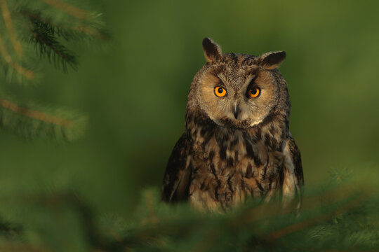 Europaean Long Eared Owl Asio otus - natural forest green background	