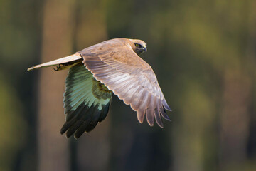 Young male Marsh harrier Circus aeruginosus in flight, closeup, natural summer forest colorful...