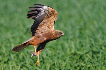 Male Marsh harrier Circus aeruginosus in flight keeping its rodent prey in talons, natural green...