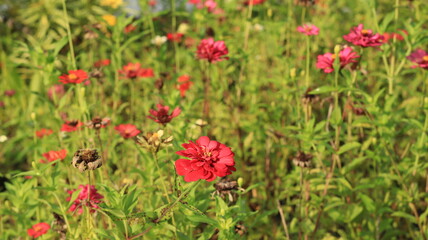 zinnia flowers growing wild in the meadow
