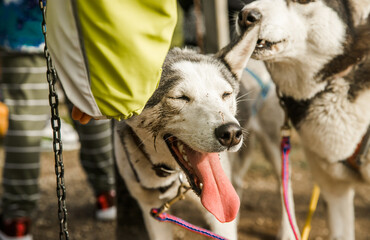 purebred siberian husky dog outdoors