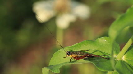 a wild cricket with its long horns is perching on a leaf