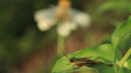 a wild cricket with its long horns is perching on a leaf
