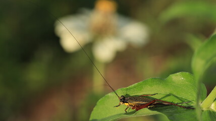 a wild cricket with its long horns is perching on a leaf