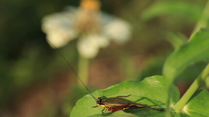 a wild cricket with its long horns is perching on a leaf