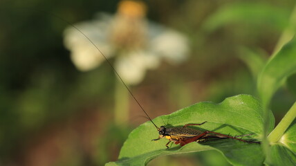 a wild cricket with its long horns is perching on a leaf