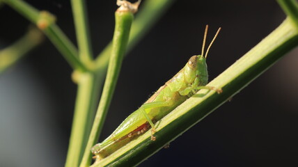 a grasshopper perched on a branch