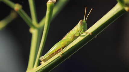 a grasshopper perched on a branch