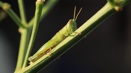a grasshopper perched on a branch