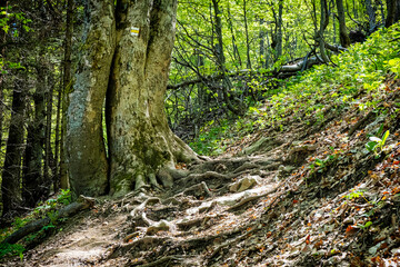 Tourist path and big deciduous tree, Klak hill, Slovakia