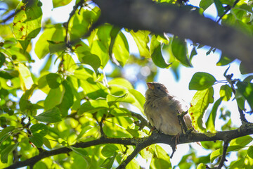 House sparrow (Passer domesticus) perching on a tree branch