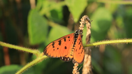 a butterfly with beautiful pattern of the wings on the grass