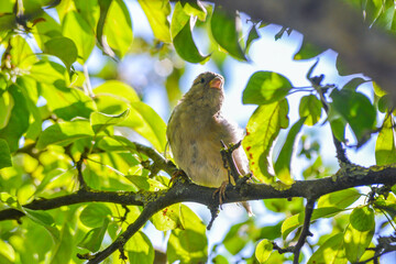 House sparrow (Passer domesticus) perching on a tree branch