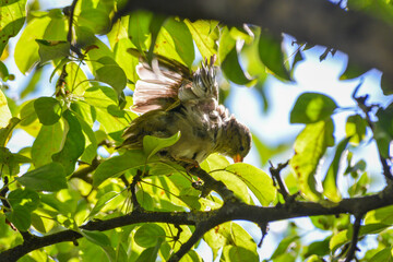 House sparrow (Passer domesticus) perching on a tree branch