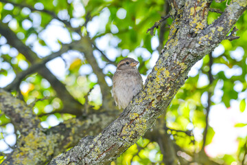 Obraz premium Sparrow close-up perched on a branch with a blur green background in its environment and habitat surrounding. Coniferous trees.