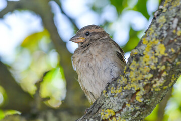 Sparrow close-up perched on a branch with a blur green background in its environment and habitat surrounding. Coniferous trees.