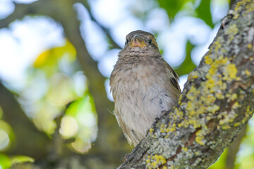 Sparrow close-up perched on a branch with a blur green background in its environment and habitat surrounding. Coniferous trees.