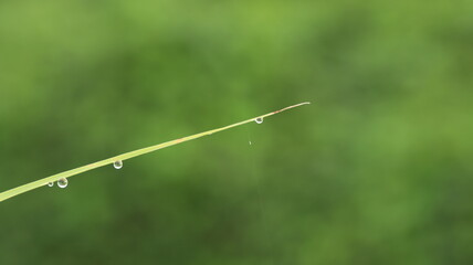 dew drops on the leaves