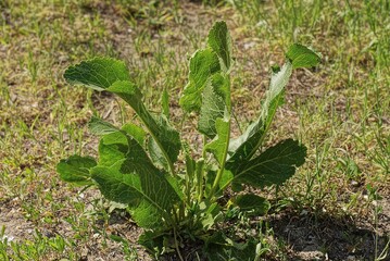 many big green leaves of horseradish in the grass in nature