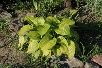 one bush of an ornamental plant with large green leaves in damp ground in a spring garden