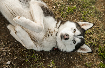 purebred siberian husky dog outdoors