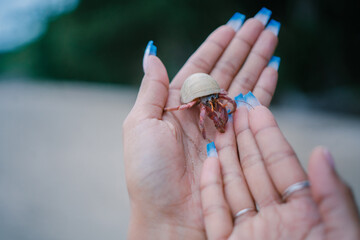 hermit crab in her hand