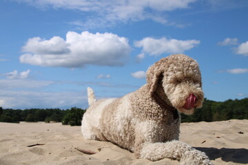 Licking dog