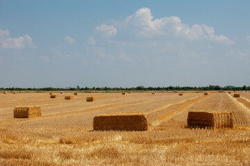 Fototapeta na wymiar Wheat field after harvest with straw bales. Wheat field with straw bales after harvesting in a sunny day.
