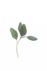 eucalyptus leaves on white background, top view, 

