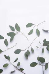 Set of eucalyptus leaves on white background, top view, 

