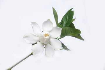 Blooming gardenia jasmine flower with jasmine leaves on white  background