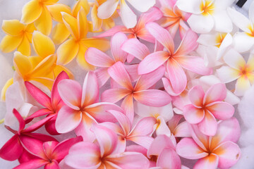 Colorful Plumeria flowers on water in the bowl 

