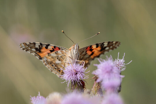 Painted lady butterfly (Vanessa cardui) frontal view.